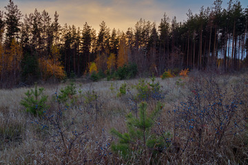Evening at the edge of the forest