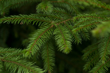 Tree Christmas