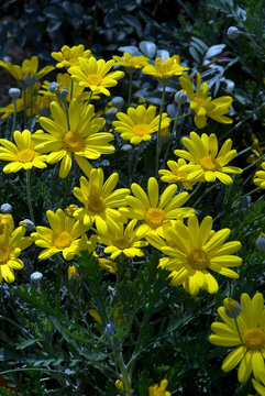 Euryops Chrysanthemoides