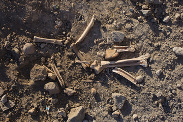 Bones of animals eaten by ancient people. The remains of cloven-hoofed animals.