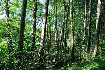 B&auml;ume in Wald