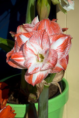 Amaryllis