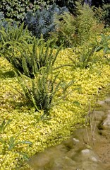 Lysimachia Nummularia Aurea