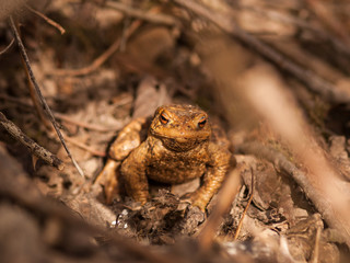 Common toad (Bufo bufo) in fallen leaves, Czech Republic.