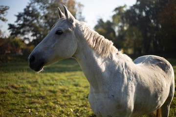 Obraz na płótnie Canvas Portrait of a white horse