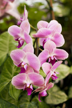 Fototapeta 150411_BotanicalGardens_0179