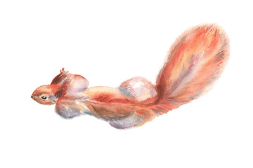 Red wild squirrel with fluffy tail watercolor illustration on an isolated background preparing  jump, sneak up