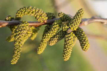 Spring walnut blossom. Male walnut flowers-staminate flowers consist of six-lobed perianth and 12-18 stamens, collected by hanging earrings.
