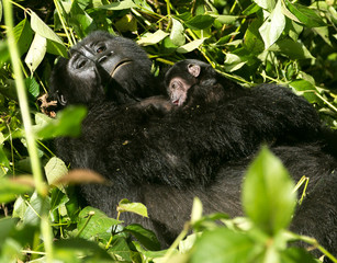 Mountain Gorilla & baby