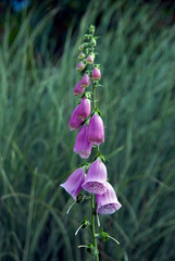 Digitalis purpurea © HVPM dev