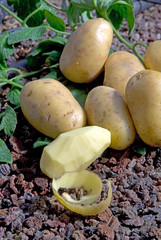 Pomme De Terre Charlotte