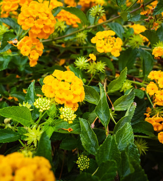Fototapeta Yellow big sage plants and flowers