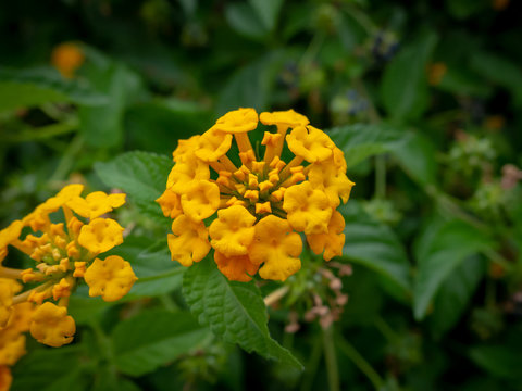 Fototapeta Wild big sage flowers - closeup shot