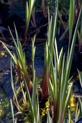 Acorus Calamus Variegatus