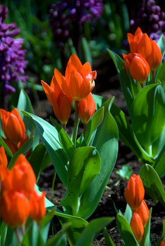 Tulipa Praestans Fusilier - Tulipe