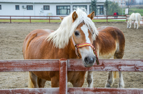 The horses are on the paddok.