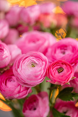 Persian buttercup. Bunch Crimson pink ranunculus flowers in Glass vase. Garland bokeh on background. Vertical Wallpaper