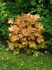 Heuchera Caramel