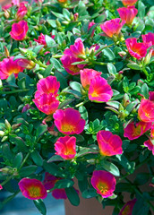 Portulaca Umbraticola White