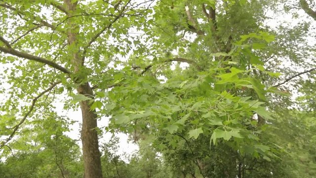 Big maple in the park, green big maple, Maple leaves sway in the wind