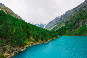 Fototapeta na wymiar Fast mountain creek from glacier flows into azure mountain lake in valley. Amazing mountains with conifer forest. Larch trees on mountainside. Vivid green landscape of majestic nature of highlands.