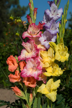 Gladiolus Melange - Glaieul