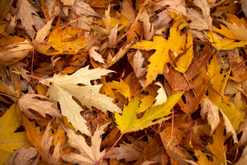 autumn leaves on the ground