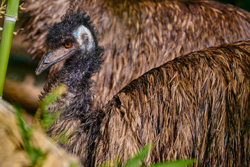 Emù (Dromaius novaehollandiae)