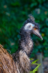 Emù (Dromaius novaehollandiae)