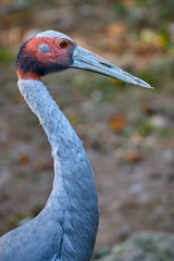 Red-crowned crane (Grus japonensis)