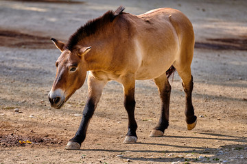 Przewalski's horse (Equus ferus przewalskii), also known as the Mongolian wild horse or Dzungarian horse