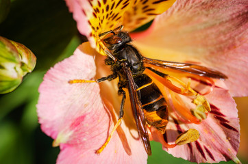 Proxiphoto : Les Frelons