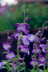 Penstemon Alice Hindley