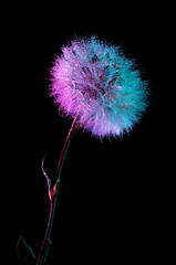 A dandelion on a long stem on a black background in bright gradient holographic tones. Colorful minimalism.