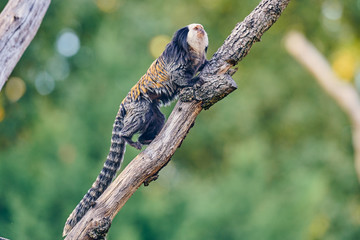 white-headed marmoset (Callithrix geoffroyi)