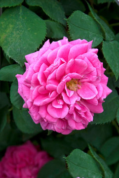 Rosa Mme Isaac Pereire - Rosier