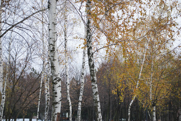 White birch trees in the forest in autumn