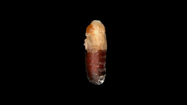 a fly pupa in a section shows the development of a fly larva inside on one of the stages