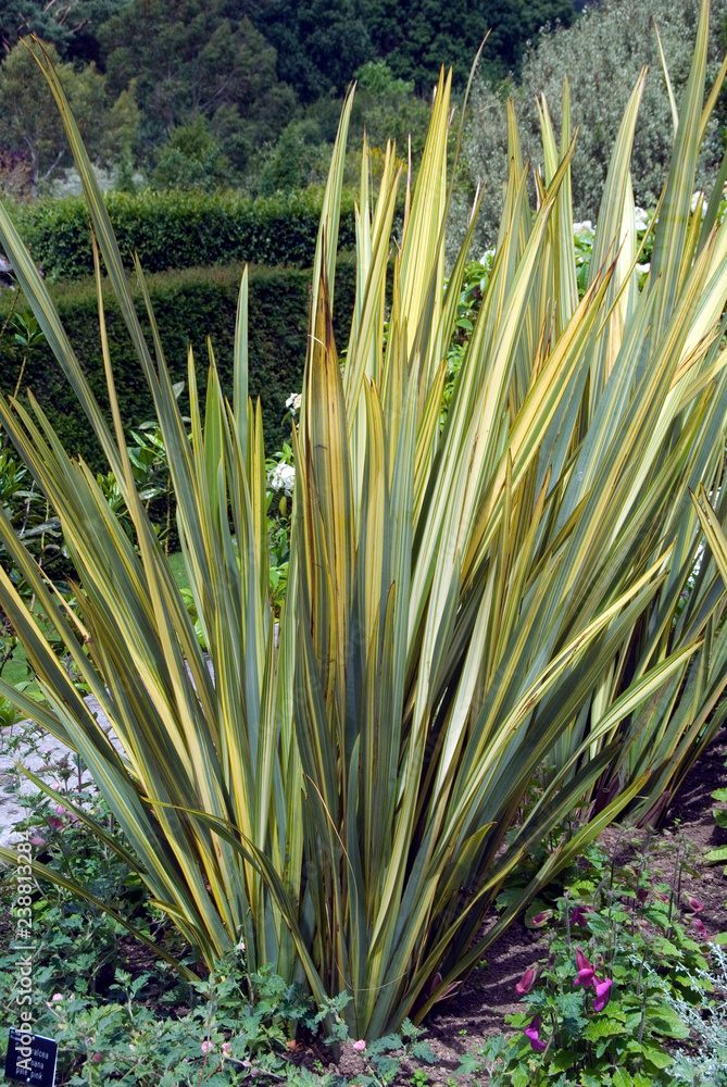 Sticker phormium tenax veitchianum