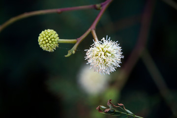 Weißkopfmimose (Leucaena leucocephala)