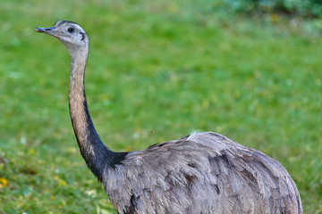 The greater rhea (Rhea americana)