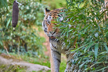 Siberian tiger (Panthera tigris altaica),