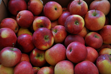 Background from collected red apple