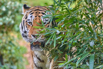 Siberian tiger (Panthera tigris altaica),