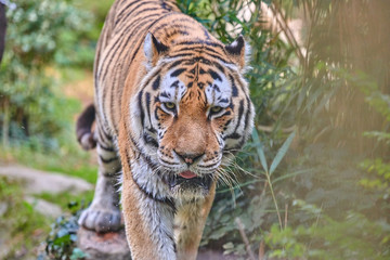 Siberian tiger (Panthera tigris altaica),