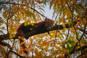 Red panda (Ailurus fulgens)