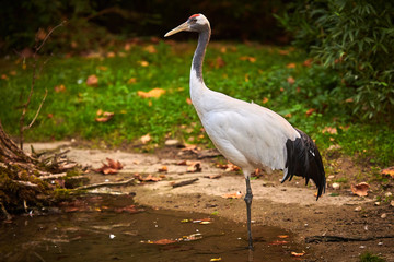 Red-crowned crane (Grus japonensis)