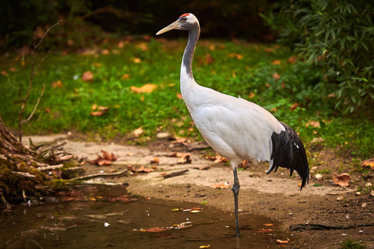 Red-crowned Crane (Grus Japonensis)