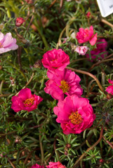 Portulaca Tequila