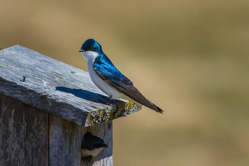 Swallow couple setting up their new home